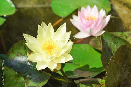 Water Lily  lat. Nymphaea  in a pond