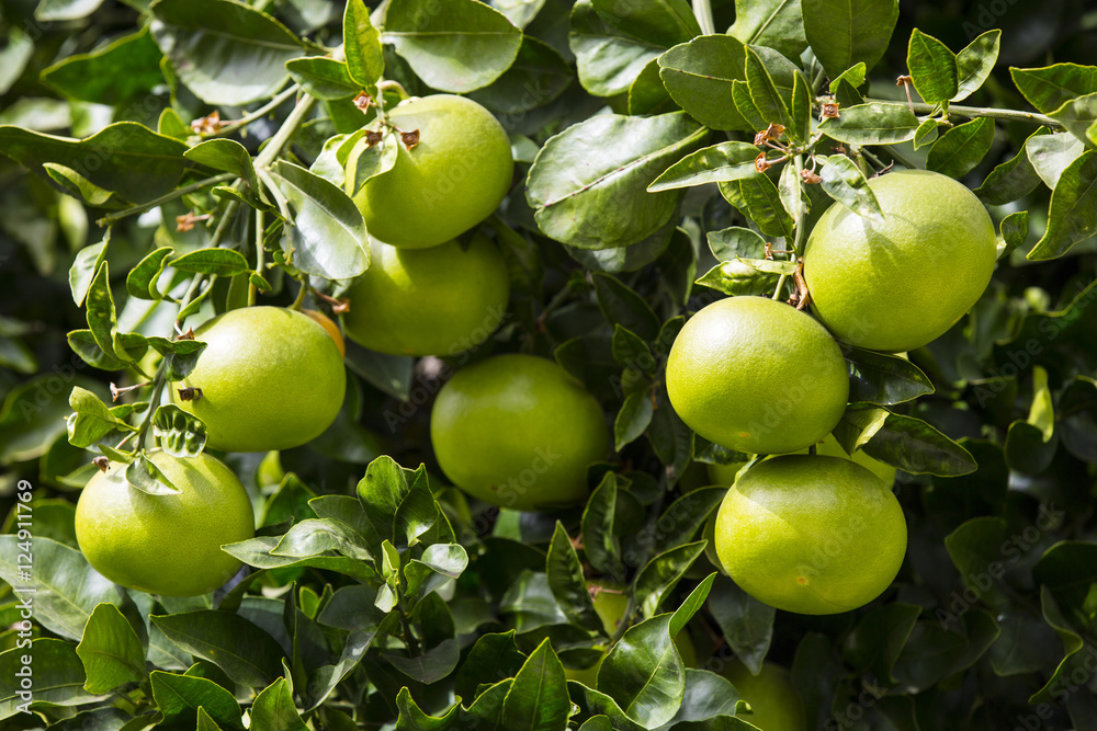 Orange tree with fruits ripen in the garden Orange tree with fruits ripen in the garden