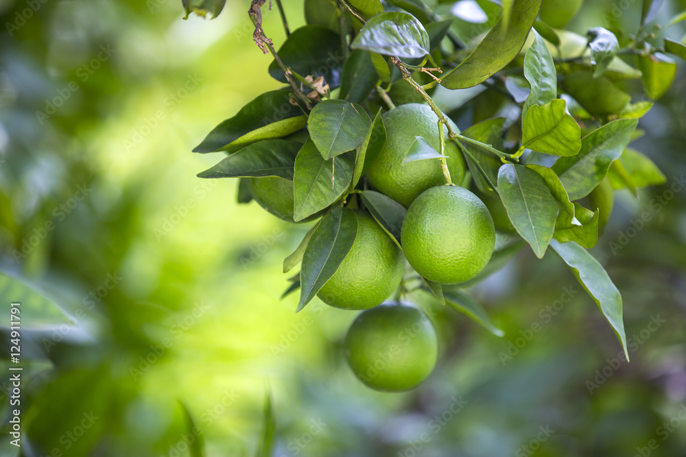Orange tree with fruits ripen in the garden