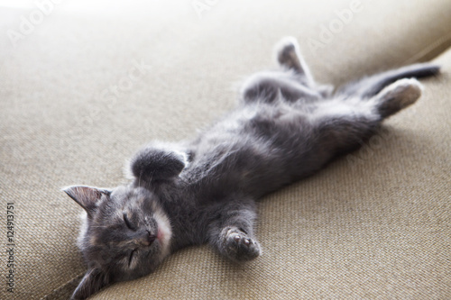 sleeping grey kitten