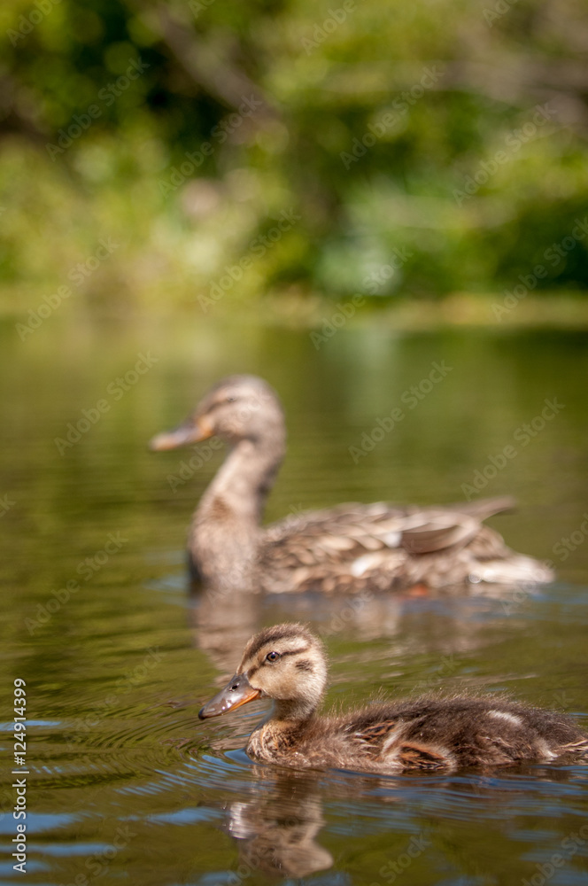 Ducklings In The Sprin Ducklings In The Sprin