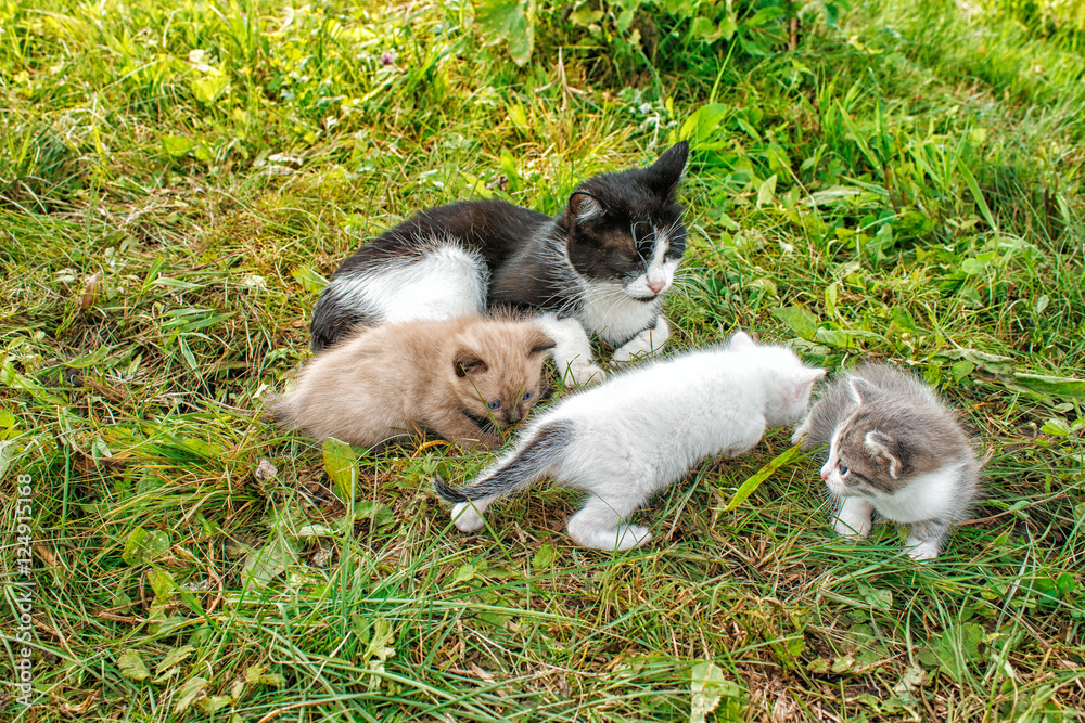 cat with three kittens walking on grass