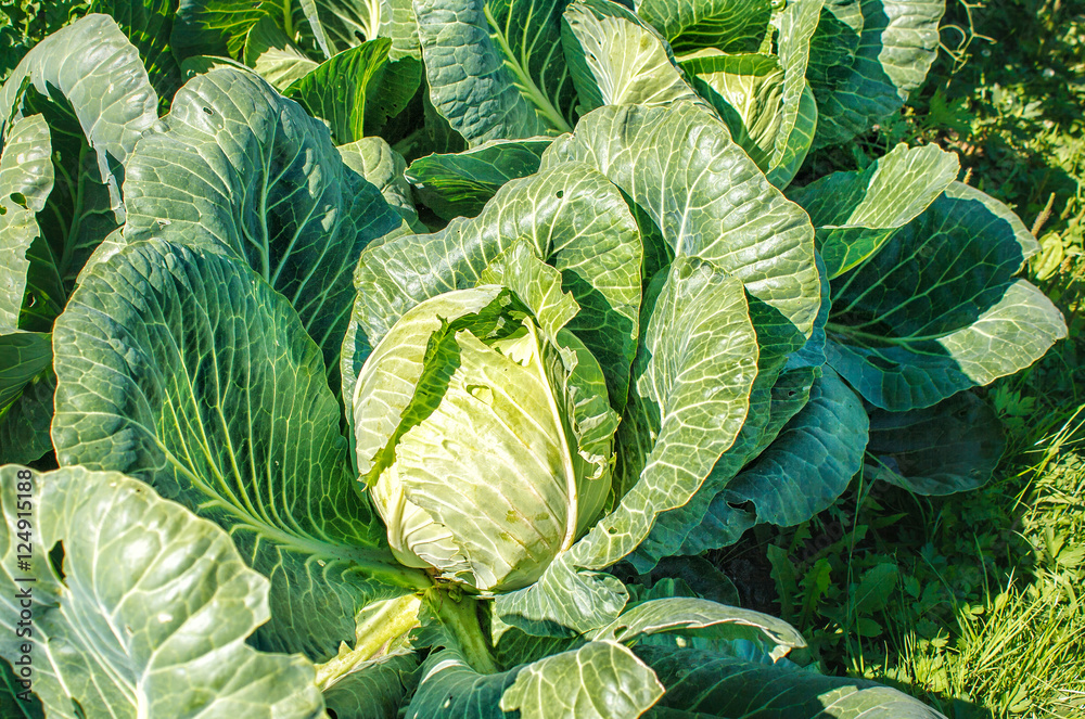 Obraz premium cabbage growing in the garden
