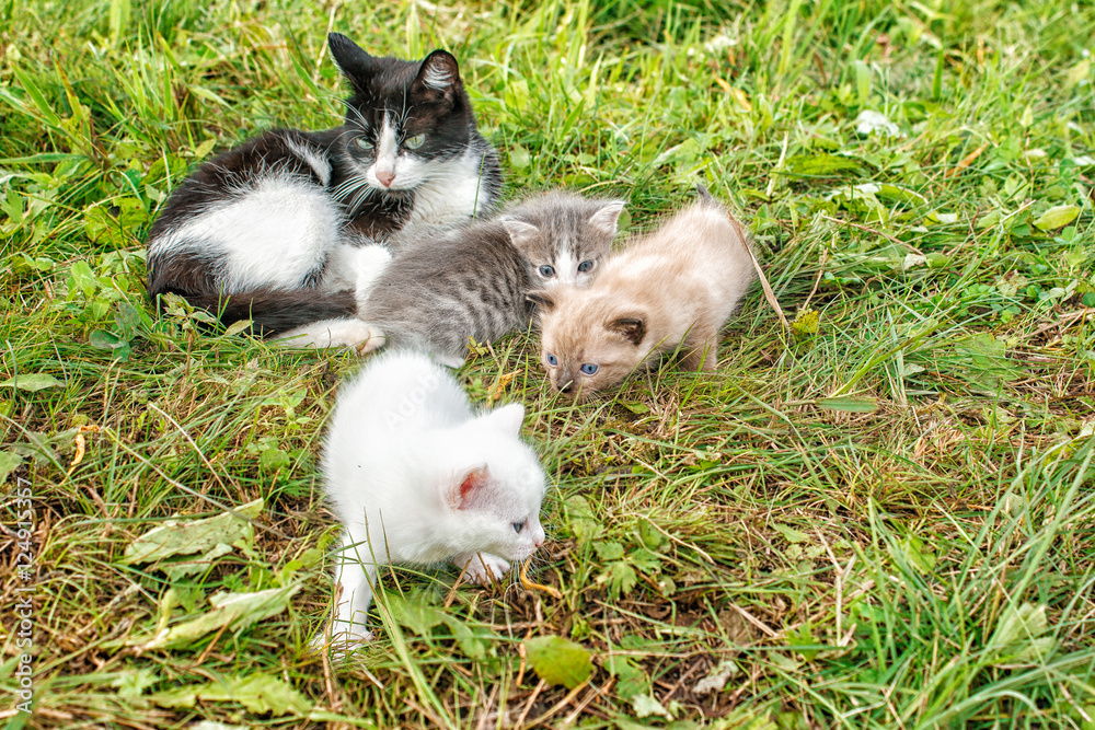 cat with three kittens walking on grass cat with three kittens walking on grass
