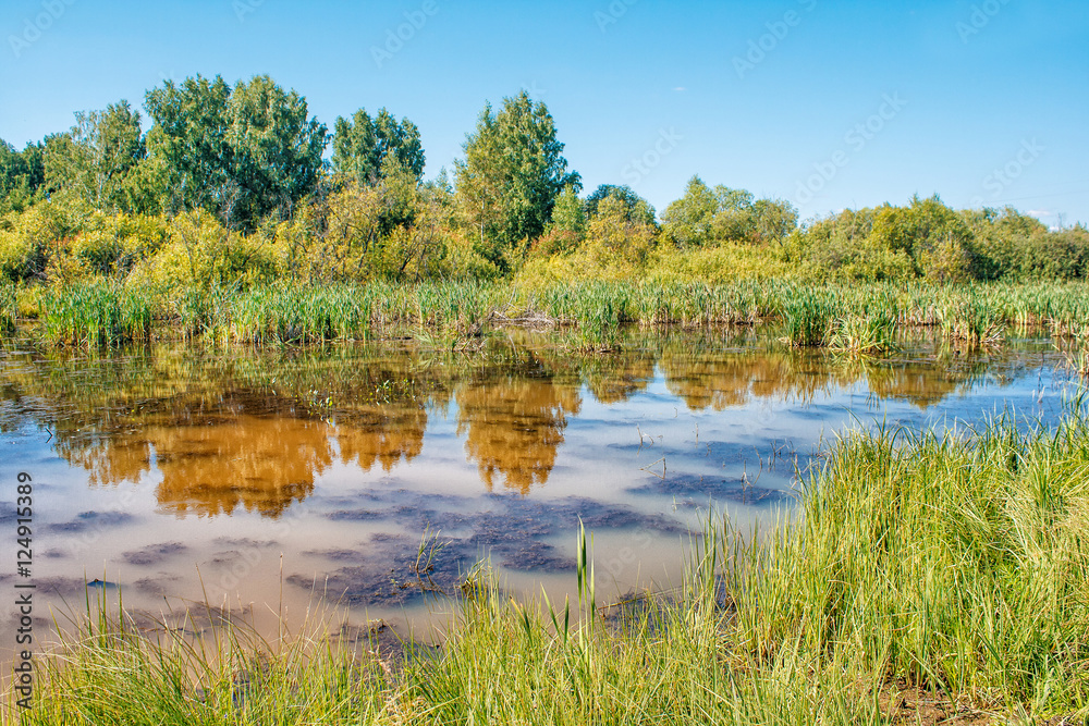 small pond in the woods