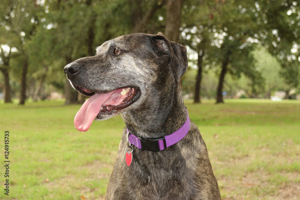 Side profile photo of a dog, Catahoula Hound Dog