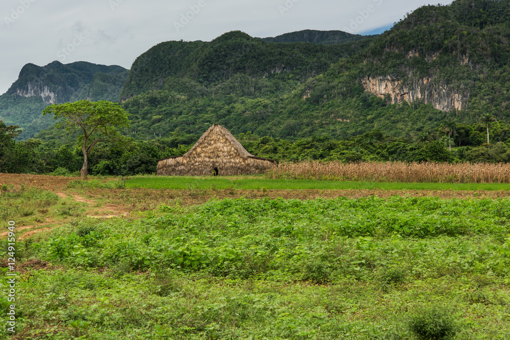 Young tobacco plantation in  Vinales, Cuba