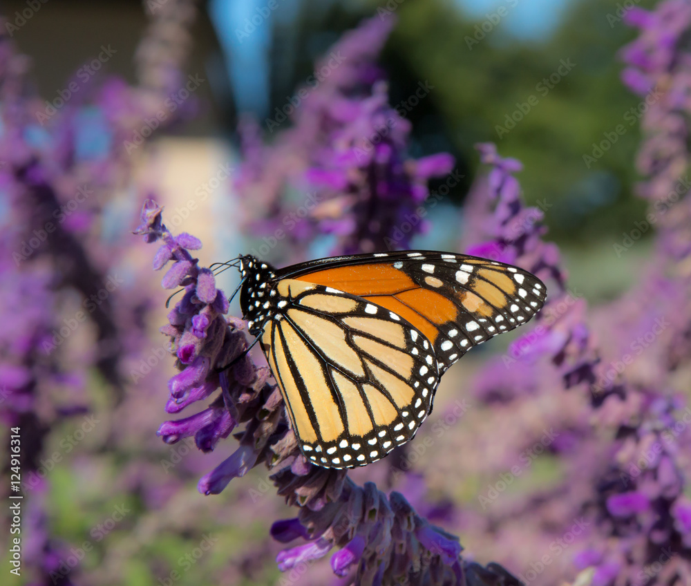 Monarch butterfly resting on purple flowers to feed on nectar. Monarch butterfly resting on purple flowers to feed on nectar.