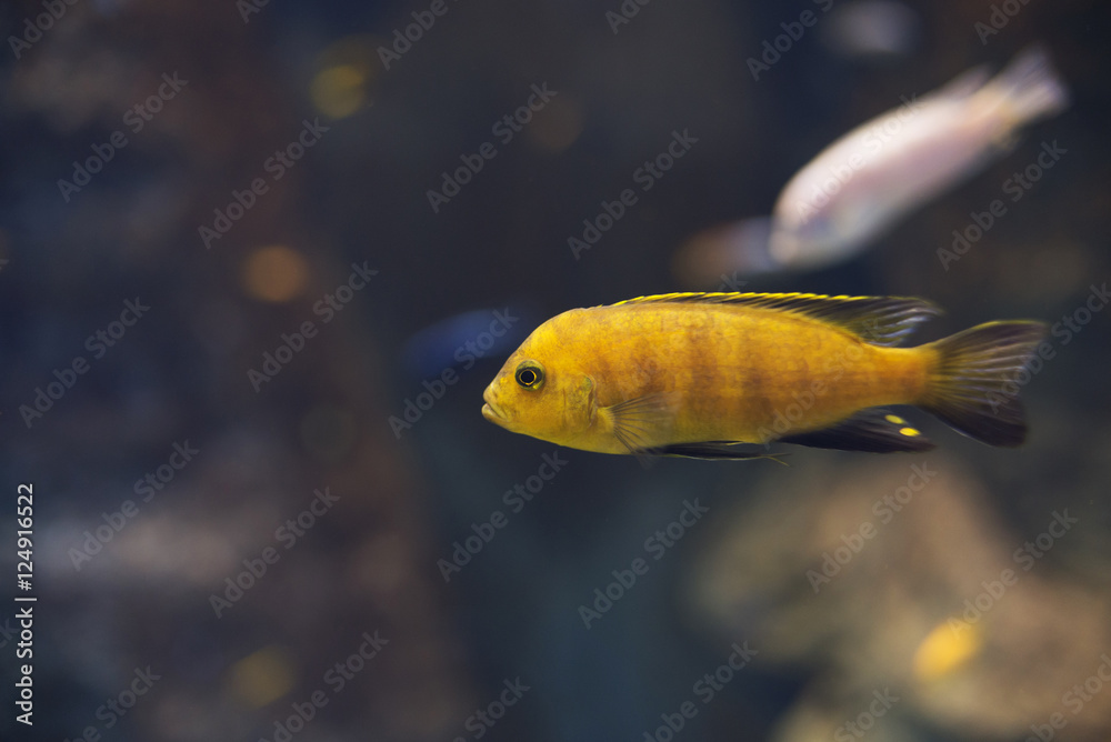 close up on yellow cichlid Labidochromis caeruleus Malawi fish close up on yellow cichlid Labidochromis caeruleus Malawi fish