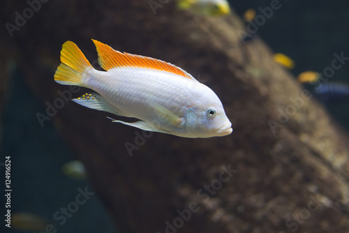 close up on Maylandia hajomaylandi, Malawi Fish photo