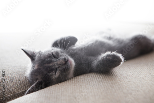 sleeping grey kitten