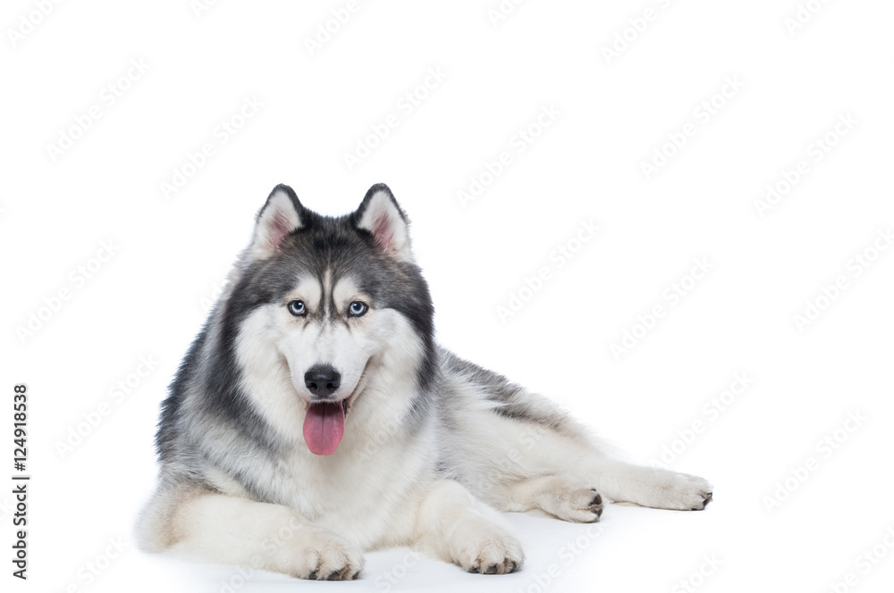 Fluffy Siberian Husky dog lying on a white background