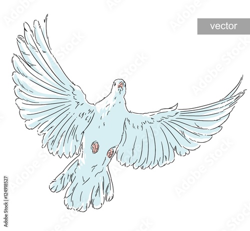 The dove of peace the white bird