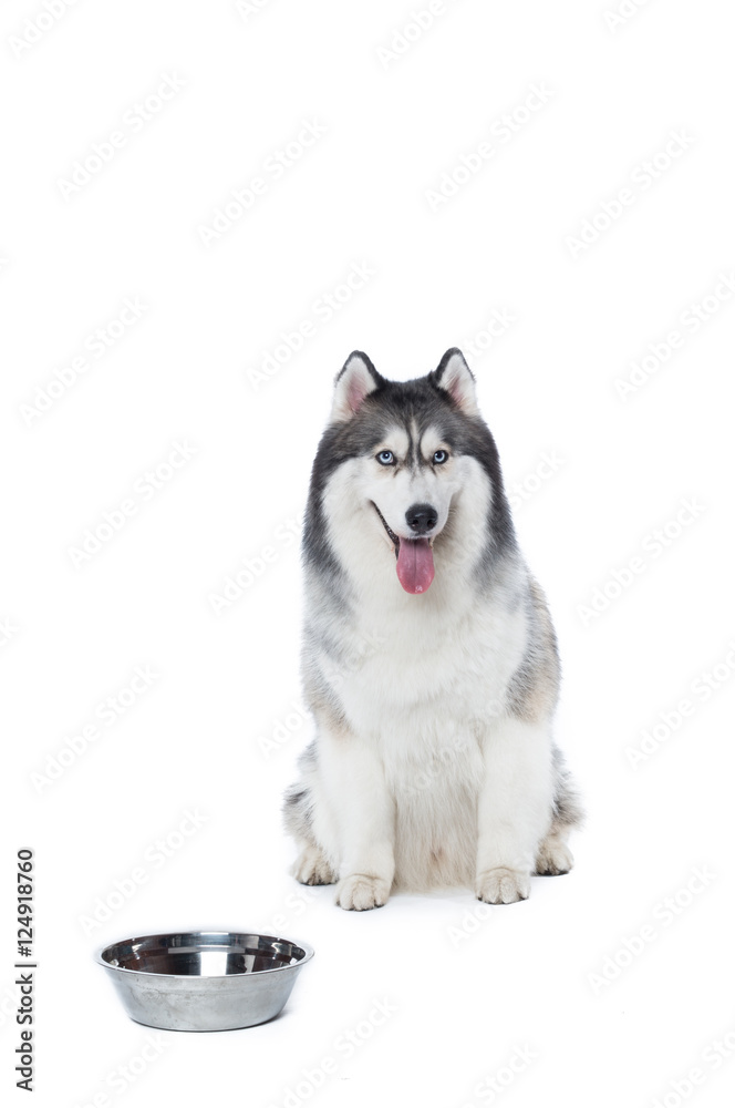 Fluffy Siberian Husky dog lying on a white background with bowl