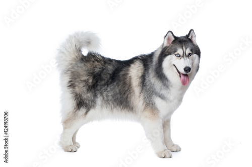 Fluffy Siberian Husky dog stand on a white background