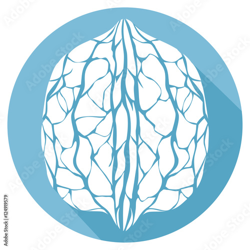 walnut flat icon