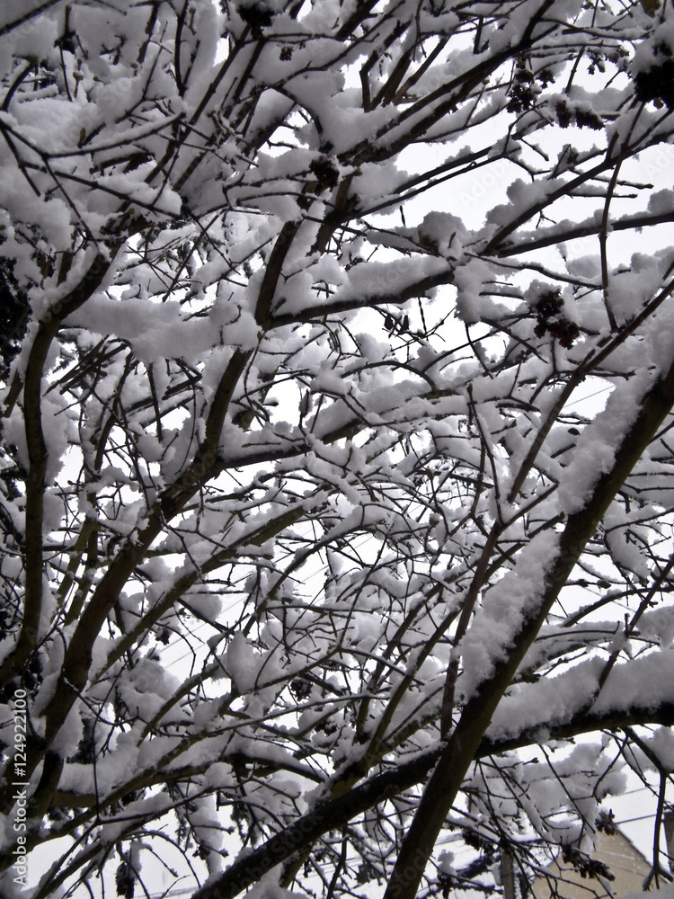 Obraz premium A private garden full of snow in winter
