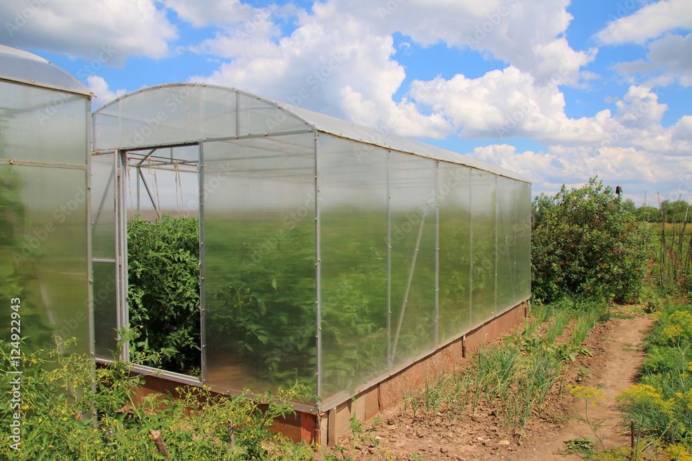 Obraz premium Modern rectangular polycarbonate greenhouse in the summer sunny garden