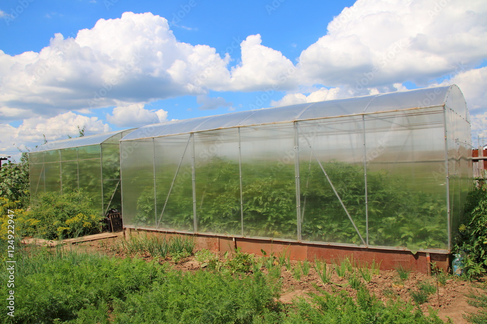 Modern rectangular polycarbonate greenhouses in the summer sunny garden Modern rectangular polycarbonate greenhouses in the summer sunny garden