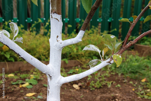 Whitewashed young fruit tree against spring sunscald in the autumn garden