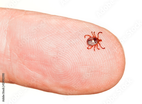 Lone star or seed tick on finger