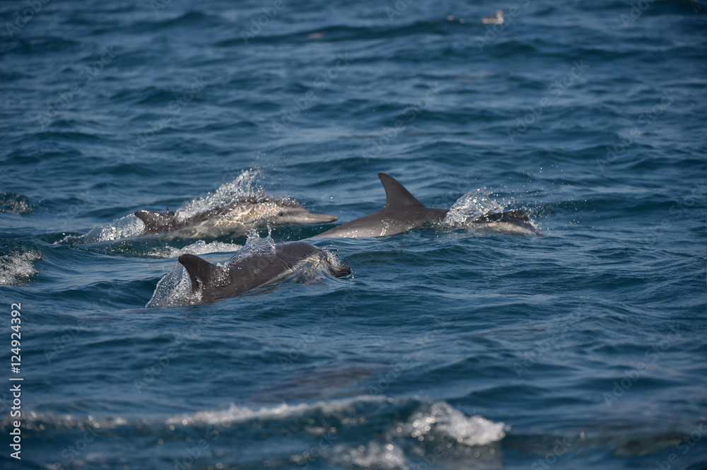 Naklejka premium Dolphins who had their fun racing and crisscrossing in front of the raft. Sometimes they were just inches away. 