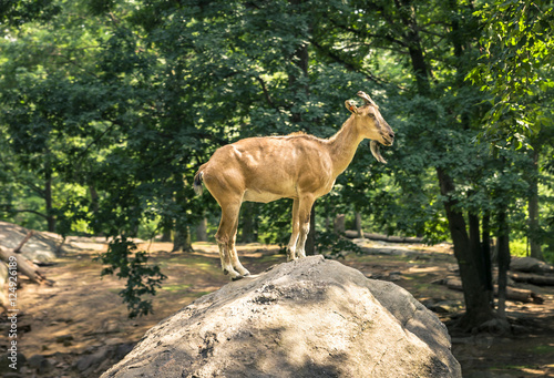 The mountain goat in the summer forest on the cliff 