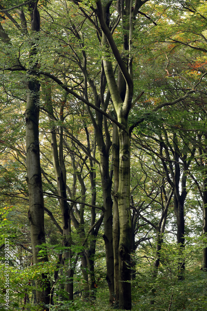 Obraz premium Waldweg Waldspaziergang