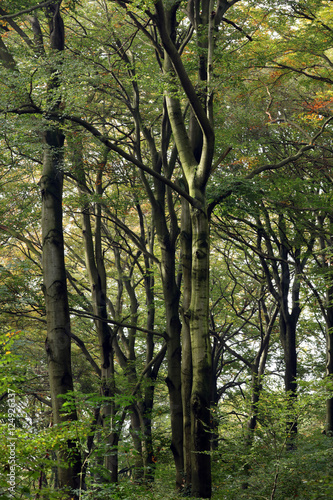 Waldweg Waldspaziergang