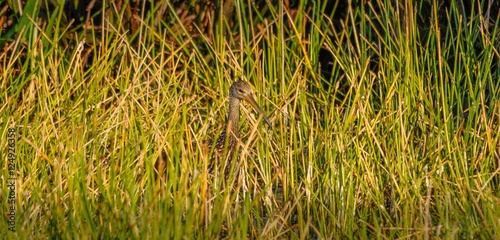 Limpkin hiding in the grass in Florida, USA.
