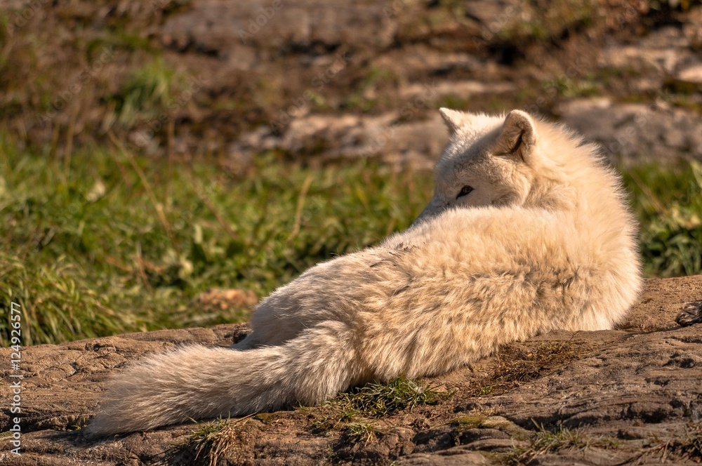 Arctic wolf enjoying the sun, Quebec, Canada. Arctic wolf enjoying the sun, Quebec, Canada.