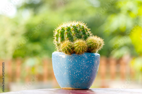 The dwarf cactus That live alone in pots.