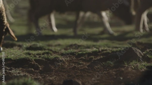 Herd of sheep walk by, Morocco.