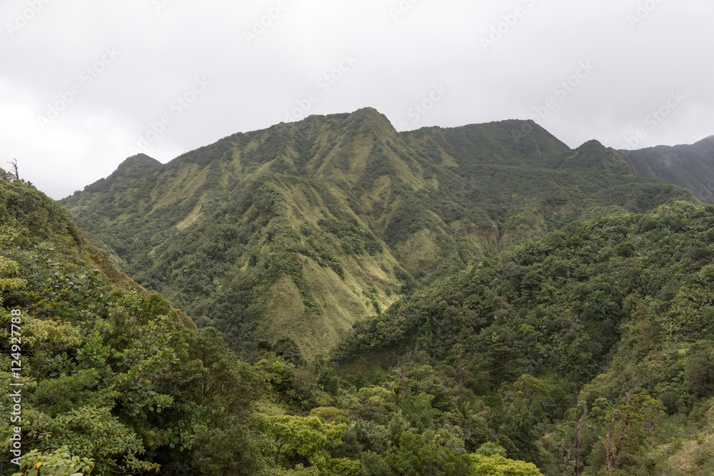 Naklejka premium Cloudy day in the rain forest of Dominica
