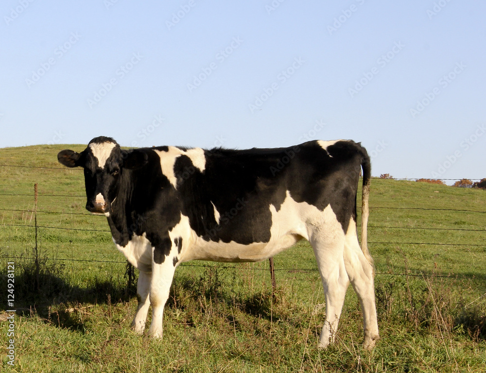 Holstein Cow in the morning sun