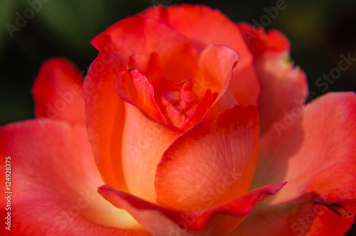 The blossoming Chinese rose flower closeup 