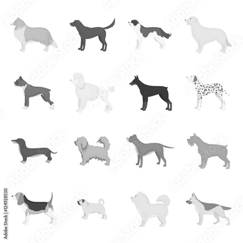 Dog breeds set icons in monochrome style. Big collection of dog breeds vector symbol stock illustration