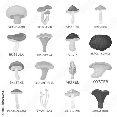 Mushroom set icons in monochrome style. Big collection of mushroom vector symbol stock illustration