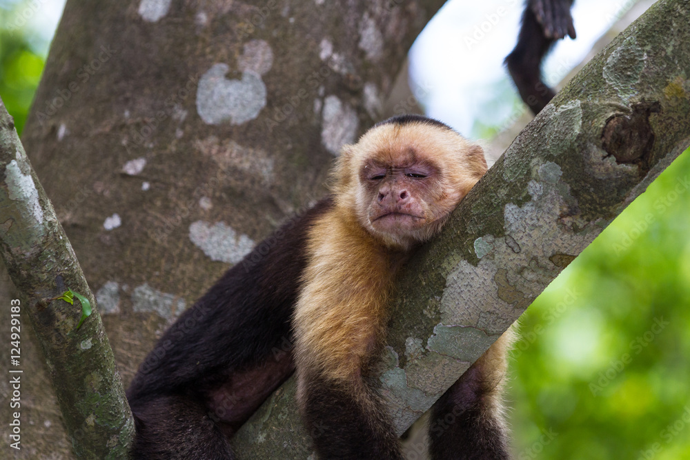 Naklejka premium white headed capuchin - Cebus capucinus - Pura Vida