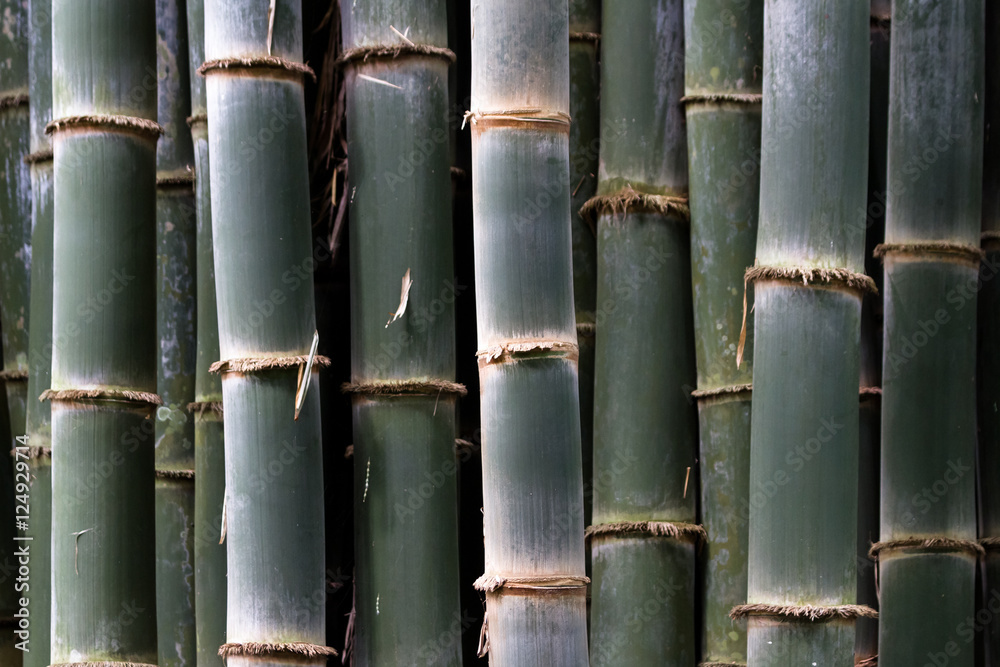 Fototapeta premium thick bamboo grove