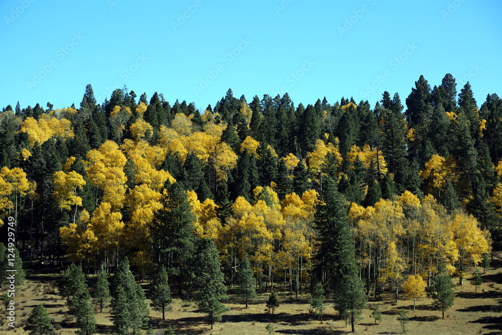 Naklejka premium Fall in Taos