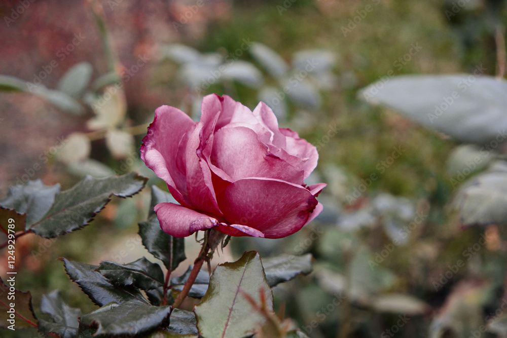 Lonely violet rose flower wilting in autumn garden. Lonely violet rose flower wilting in autumn garden.