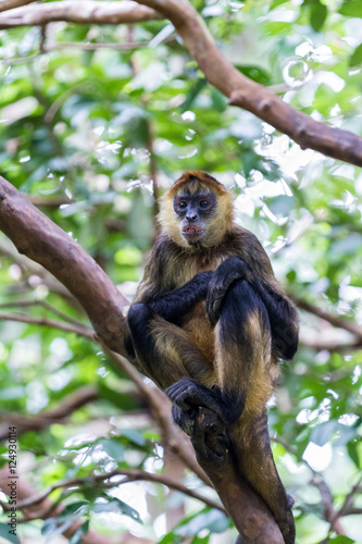 Black handed spider monkey - Ateles geoffroyi