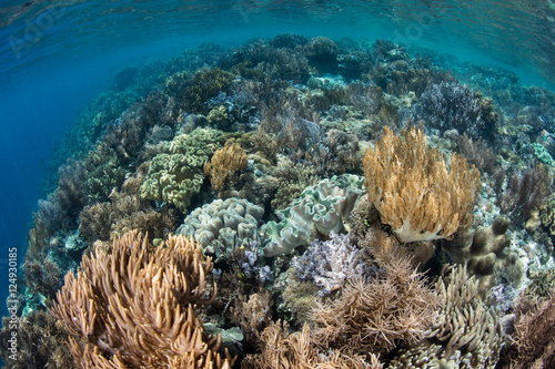 Fototapeta Naklejka Na Ścianę i Meble -  Biodiverse Coral Reef in Raja Ampat