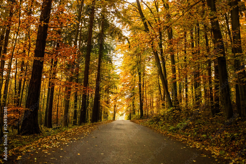 Autumn forest in Czech Republic