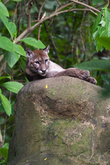 Crédence de cuisine Puma Puma concolor en posture vigilante  © wollertz