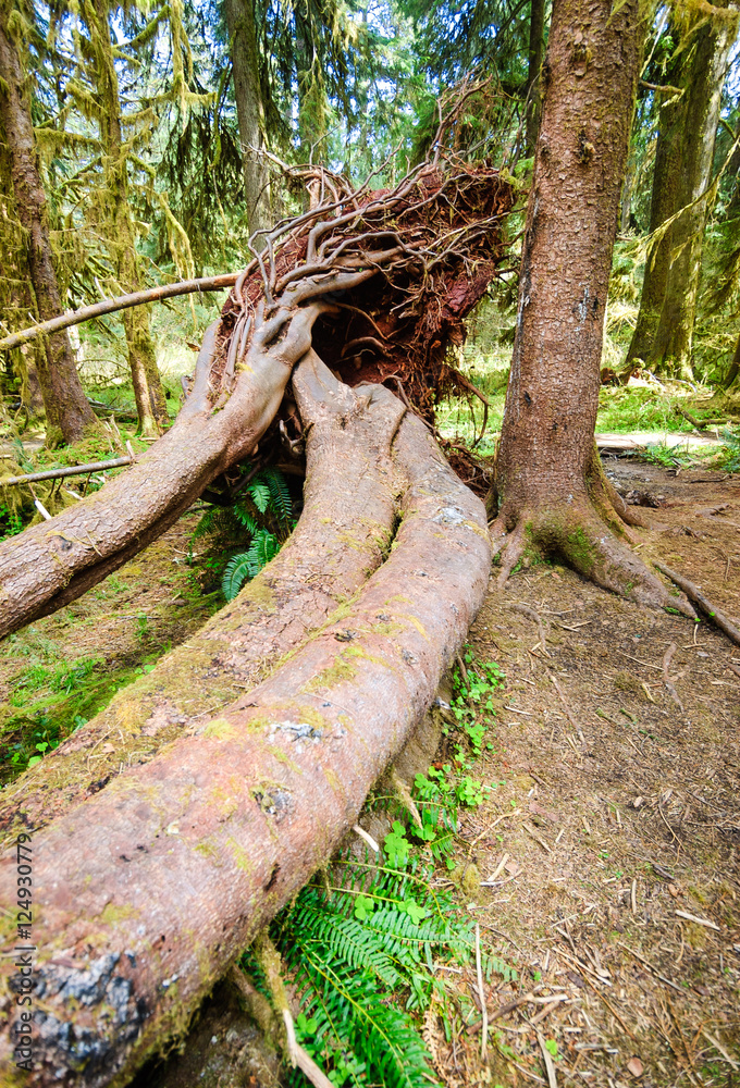 Hoh Rain Forest, Olympic National Park Hoh Rain Forest, Olympic National Park