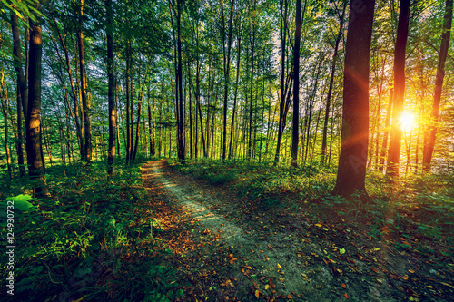 beautiful green forest