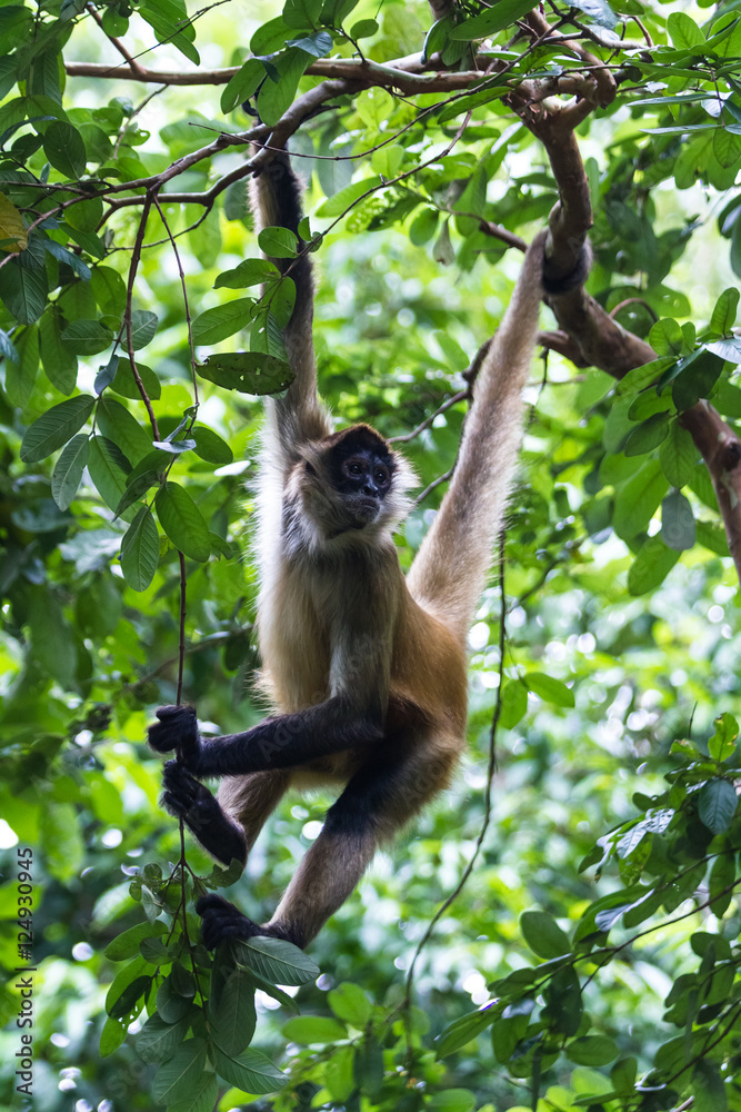 Obraz premium Black handed spider monkey - Ateles geoffroyi
