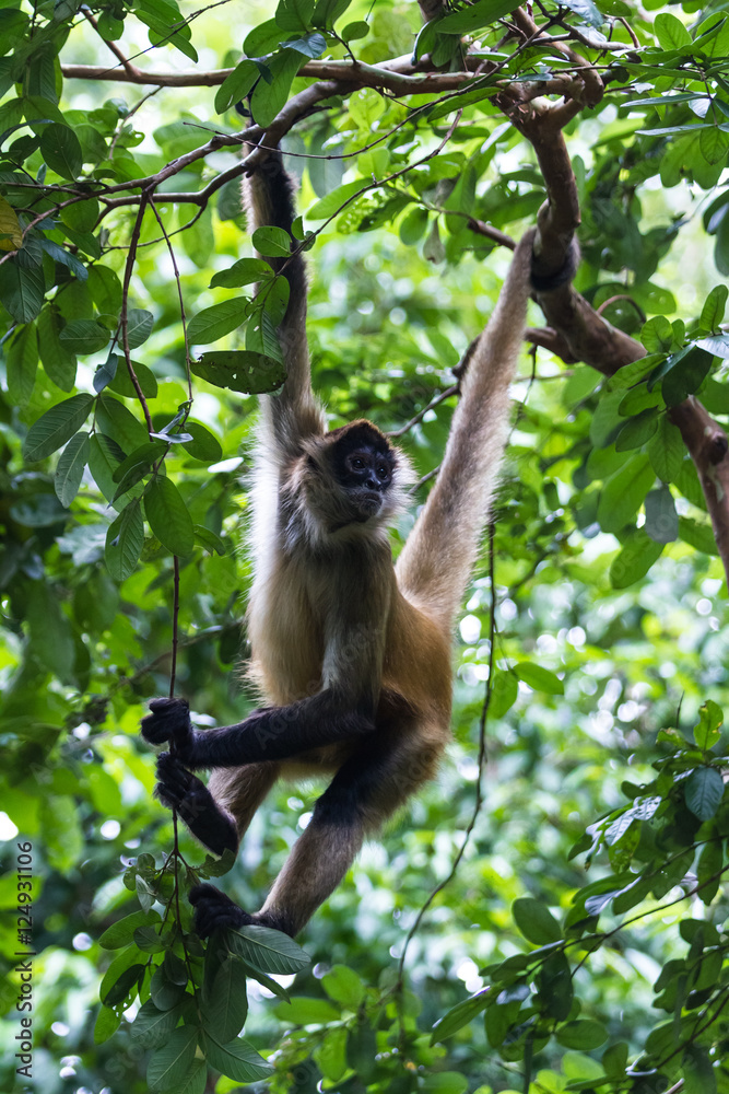 Fototapeta premium Black handed spider monkey - Ateles geoffroyi